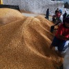 Impor jagung tidak dibatasi kuota