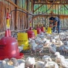 Pinsar: Kebijakan pemerintah telat, bisnis ayam potong sekarat 