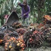 BBJ prediksi transaksi kelapa sawit naik 10% di 2020