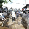 Kementan akan kembangkan Pasar Ternak Toraja Utara pada 2021