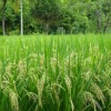 Direction-Zero C bisa mengurangi emisi karbon pada produksi beras
