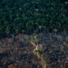 Terjadi deforestasi terburuk di Amazon Brasil dalam 15 tahun terakhir