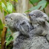 Penelitian sebut bekukan sperma bisa selamatkan koala dari kepunahan