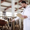 Sinyal bahaya wabah PMK hewan ternak di tengah lambannya riset BRIN