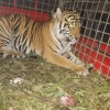 Lestarikan Satwa, PTAR Martabe lepasliarkan dua Harimau Sumatera ke TNKS Jambi