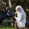 Airlangga: Tidak semua sapi terjangkit PMK diberi ganti rugi