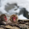 Resahkan warga, serangan monyet melukai 42 orang