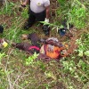 Tukang ojek tewas dibacok, Polda Papua selidiki keterlibatan KKB