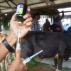 Satgas ungkap realisasi vaksinasi hewan ternak di Jawa Tengah masih rendah