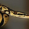 Warga Jayapura meninggal akibat dililit ular