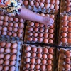 Zulhas targetkan harga telur turun jadi Rp28.000 per kilogram
