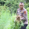 Polres Aceh Besar musnahkan ladang ganja 4 ha
