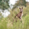 Seorang pria ditemukan tewas, diduga karena diserang kanguru peliharaannya