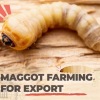 Tips ekspor maggot hingga ke Eropa