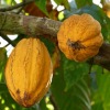 Upaya pemerintah pacu pengembangan industri pengolahan kakao