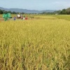 Kementan prediksi harga beras turun di Februari-Maret 2023