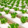 Kisah Linda, pengusaha sayuran hidroponik raup untung bermodal Rp1 juta