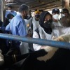 Pemkab Mojokerto genjot vaksinasi PMK, sapi perah jadi prioritas