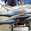 Pemprov Maluku ekspor 40 ton ikan tuna ke Vietnam dan Thailand