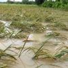 10 provinsi produsen padi rawan terkena banjir