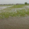Yang perlu dilakukan petani agar tak boncos karena banjir