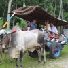 Naik gerobak sapi, peserta ATF 2023 nikmati keindahan objek wisata alam Wukirsari Sleman