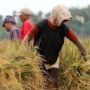 Dekan Faperta Unhas dan Pj Gubernur Banten dukung panen raya Nusantara satu juta hektare 