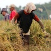 Bapanas diminta gandeng petani tetapkan HPP gabah dan beras