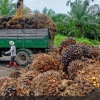 Apkasindo: Regulasi Deforestation Free Commodities Uni Eropa menyebalkan