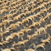 2.000 Mumi kepala domba jantan untuk persembahan ditemukan di Abydos 
