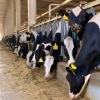 Pemprov Kaltim siapkan Rp2,7 miliar kendalikan Penyakit Mulut dan Kuku pada ternak