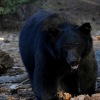Nenek 74 tahun diserang beruang hitam yang berkeliaran dengan 3 anaknya