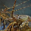 KKP identifikasi penyelundupan benih lobster lewat kapal perikanan