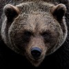 Seorang wanita ditemukan tewas setelah bertemu beruang grizzly