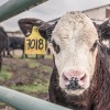 Ikuti jejak Indonesia, Malaysia setop dulu impor sapi dari Australia