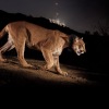 Malang, singa gunung ditabrak mati di jalan raya