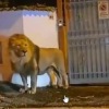 Singa sirkus lepas ke permukiman  di Italia, ada dugaan sabotase