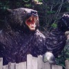 Serangan beruang di Jepang mencapai rekor tertinggi