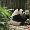 China tunggu turis Singapura yang rindu kunjungi anak panda Le Le