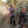Warga Palestina terpaksa membunuh anggota 'keluarga' yang berupa pohon zaitun 