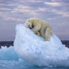 Gambar beruang kutub tidur siang juara fotografi satwa liar tertinggi