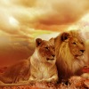 Pasangan singa 