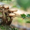 Senyawa dalam ‘jamur ajaib’ bisa mengobati diabetes?