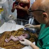 Keajaiban, dokter selamatkan bayi dari rahim ibunya yang dibunuh tentara Israel
