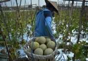 Indonesia tidak impor melon dari Australia