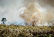 Kebakaran di TN Komodo, empat orang diperiksa