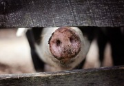 Virus demam babi Afrika meneror China 
