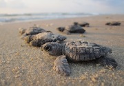123 bayi kura-kura raksasa dicuri dari Kepulauan Galapagos
