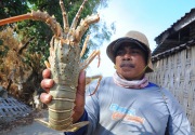 Benih lobster bernilai miliaran rupiah gagal berlabuh di Singapura