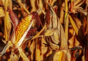 Pemerintah impor jagung 100.000 ton